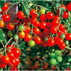 Tomates cerises en grappes...