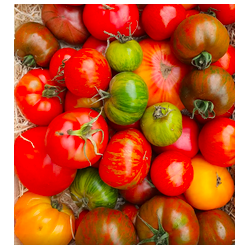 Tomates anciennes mix - 1kg...