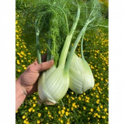 Fenouil avec fanes Bio...