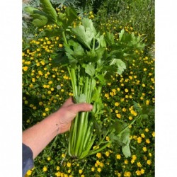 Céleri Vert Bio (+-600gr)