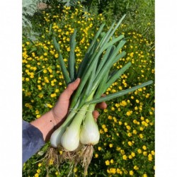Oignons Blancs Botte Bio...