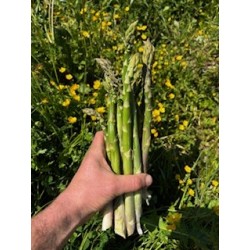 Asperges Verte Bio (500gr)