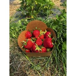 Fraise BIO (500gr)
