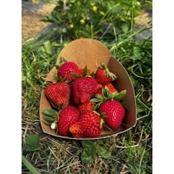 Fraise BIO (250gr)