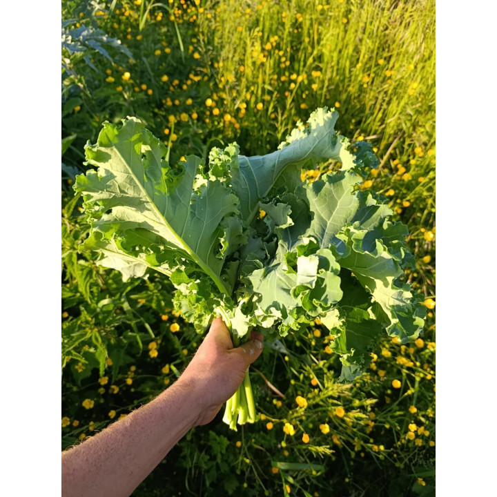 Chou Frise Vert Botte Bio (+-400/500gr) 