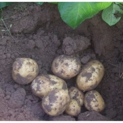 Pomme de terre primeur- /...