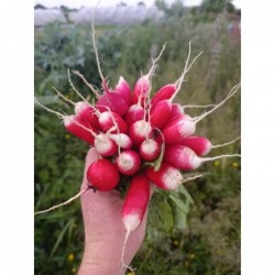 Radis Botte Bio (+-300gr)