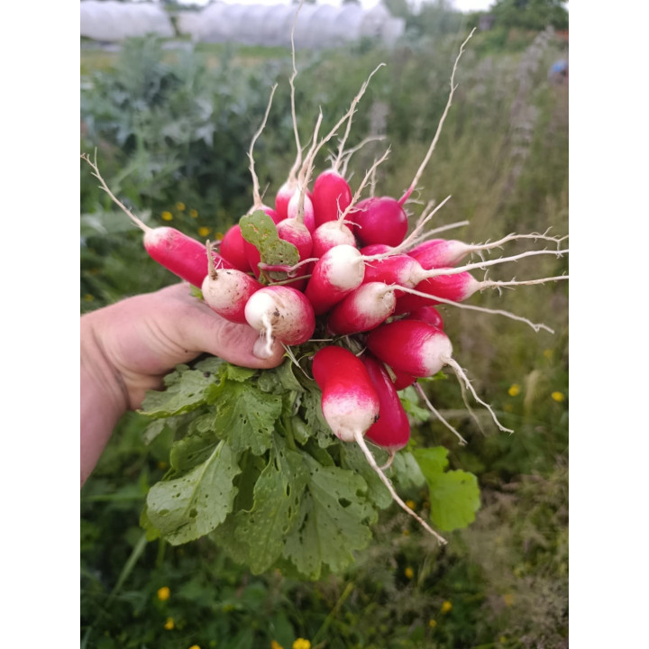 Radis Botte Bio (+-300gr)