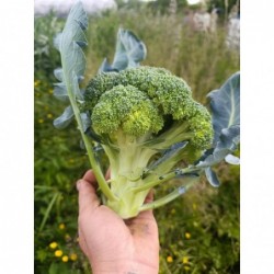 Brocoli Bio (+-600gr)