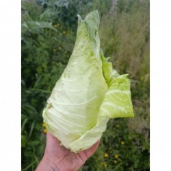 Chou Pointu Bio (+-1kg)