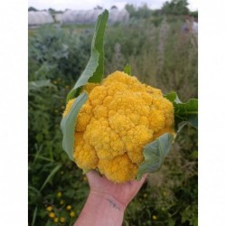Chou-fleur Orange Bio (+-1kg)