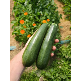 Courgette Verte Bio x2 (+-750gr)