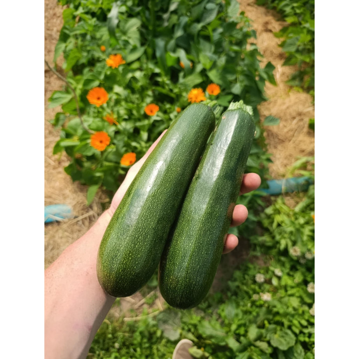 Courgette Verte Bio x2 (+-750gr)