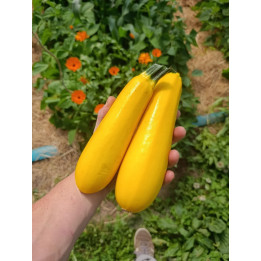 Courgette Jaune Bio x2 (+-750gr)