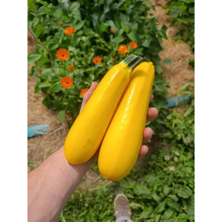 Courgette Jaune Bio x2 (+-750gr)
