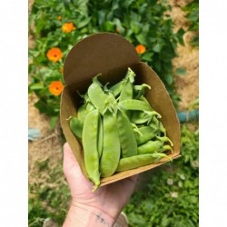 Pois Mangetout Bio (+-300gr)
