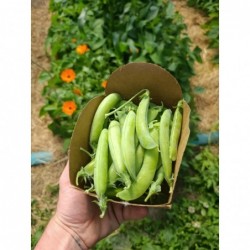 Pois à Ecosser Bio (+-300gr)