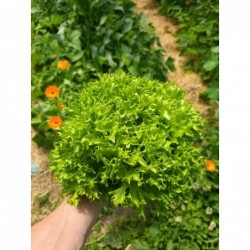 Laitue Frisée Verte Bio