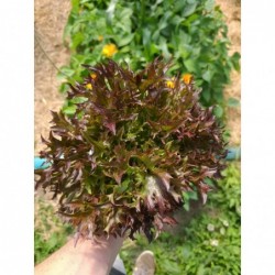 Laitue Frisée Rouge Bio