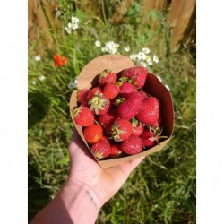 Fraises à confiture Bio (+-...