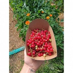 Groseilles Rouges Bio...