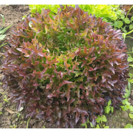 Laitue Salanova frisée rouge