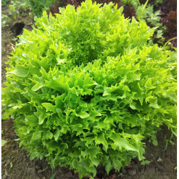Laitue Salanova frisée verte