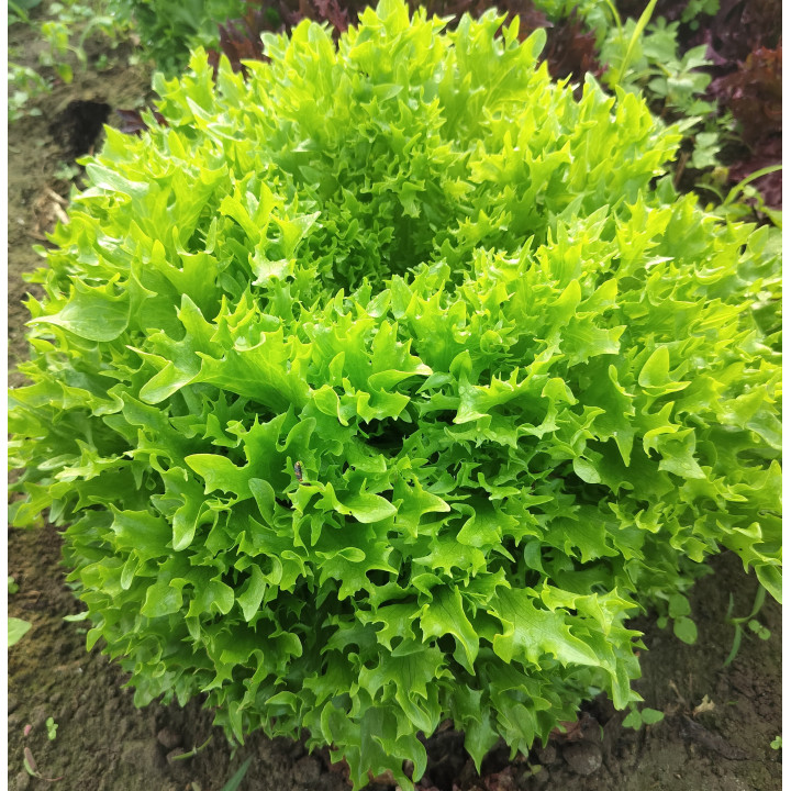 Laitue Salanova frisée verte