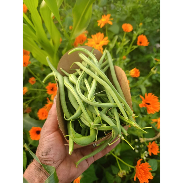 Haricots Verts Bio (300gr)