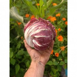 Raddicchio Bio (+-500gr)