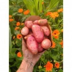 Pomme de Terre Primeur Bio...