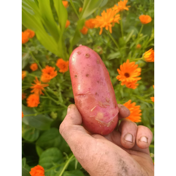 Pomme de Terre Primeur Bio "Jeanette" (1kg)