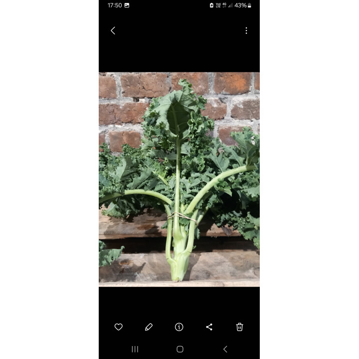 Chou kale BIO