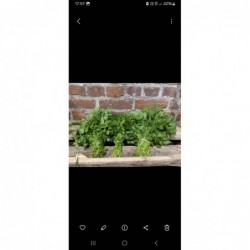 Persil plat BIO