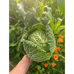 Chou de Milan Bio (+- 1,2 kg)