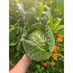 Chou de Milan Bio (+-1kg)