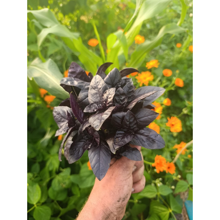 Basilic Pourpre Bio (+-100gr)