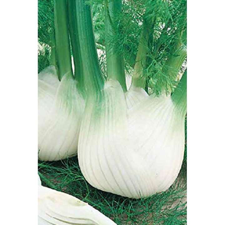 Fenouil 1kg BIO