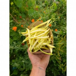 Haricots Jaunes Bio (300gr)