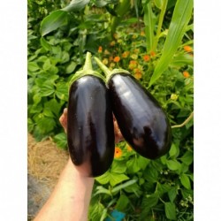 Aubergine Violette Bio (+-1...
