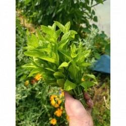 Menthe Marocaine (+-100gr)