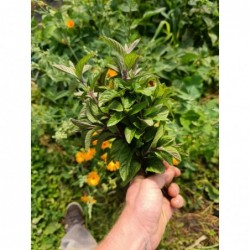 Menthe Poivrée Bio (+-100gr)