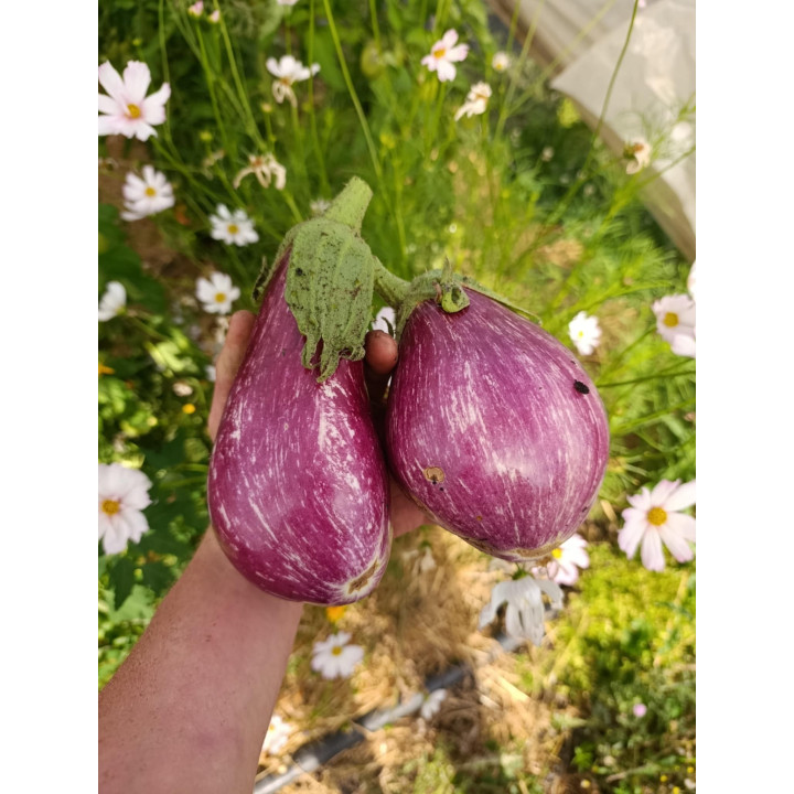Aubergine Graffiti / Rayée Bio (1kg)