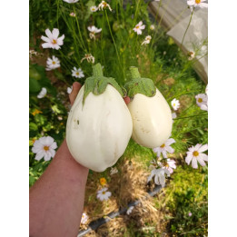 Aubergine Blanche Bio (1kg)