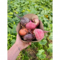 Betterave Mix Bio (1kg)