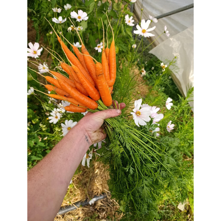 Carotte Orange Botte Bio (+-750gr) 
