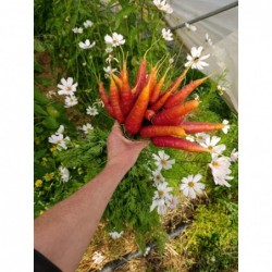 Carotte Rouge Bio (+-750gr)