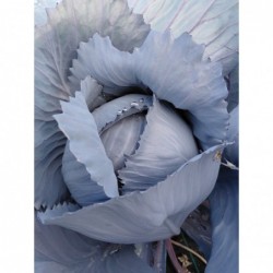Chou Rouge Bio (+-1,2 Kg) 
