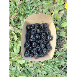 Mûres Bio (125gr)