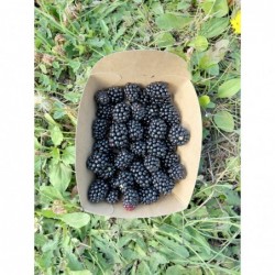 Mûres Bio (125gr)